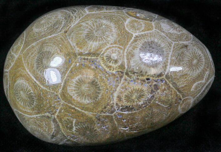 Polished Fossil Coral Head - Morocco #22311